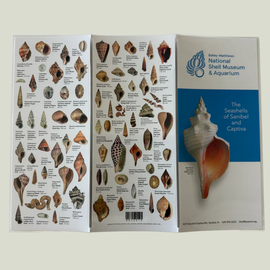 Trifold Shell Guide