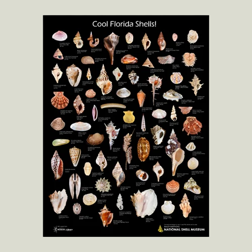 "Cool Florida Shells!" Poster