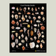 "Cool Florida Shells!" Poster