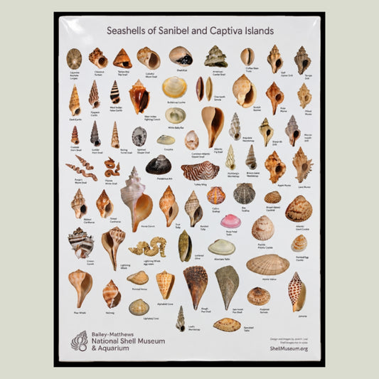 Shells of San Cap Poster