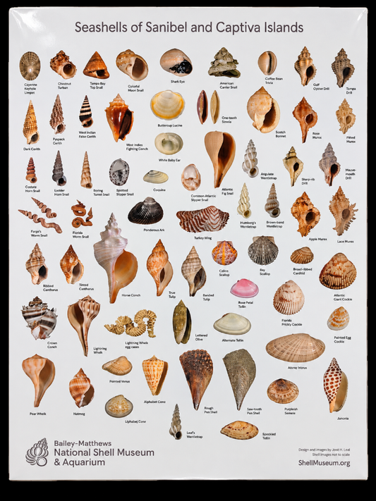 Shells of San Cap Poster