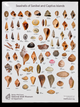 Shells of San Cap Poster