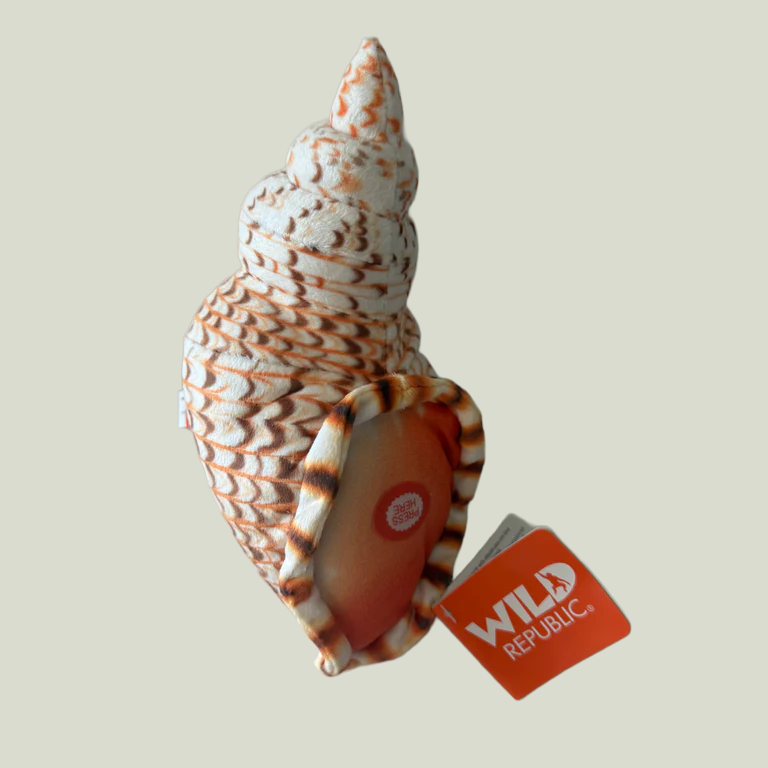 Wild Calls Conch Queen Shell – Bailey-Matthews National Shell Museum ...