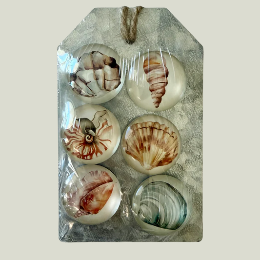 Shell Magnet Set