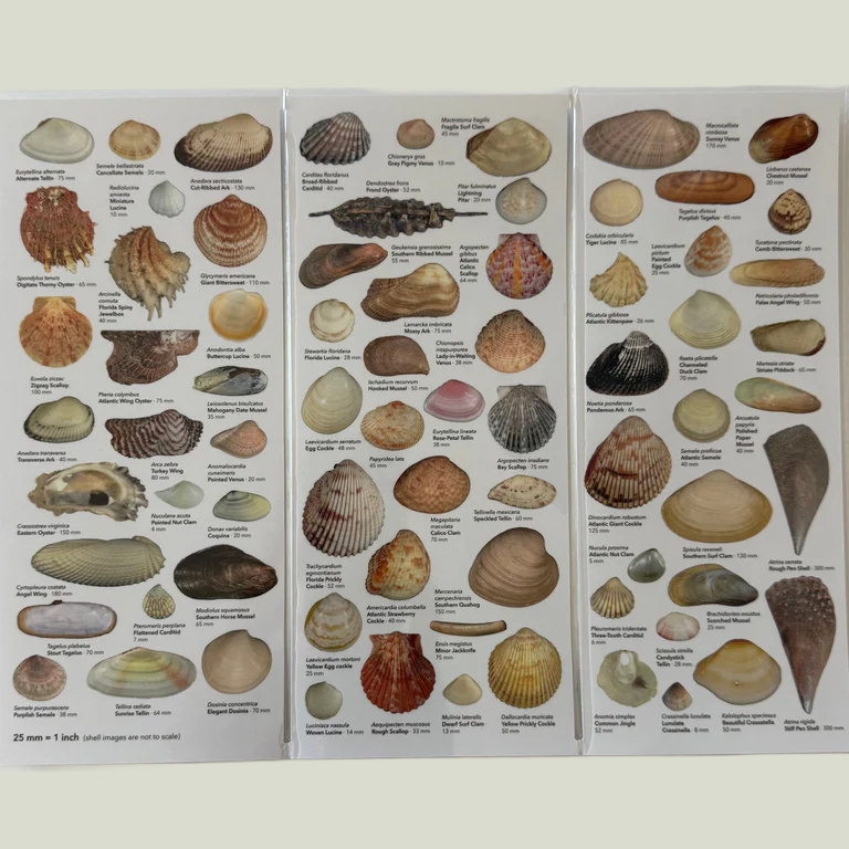 Trifold Shell Guide